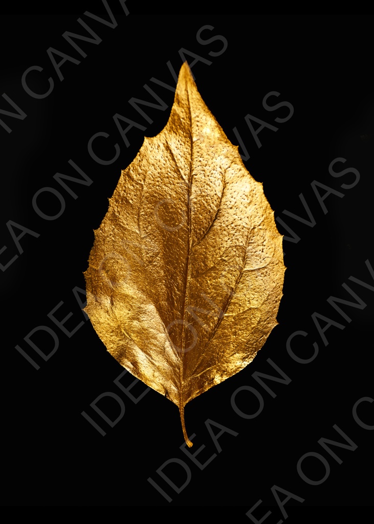 Foglia su nero.jpg Foglia su nero -