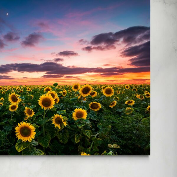 Campo di Girasoli -
