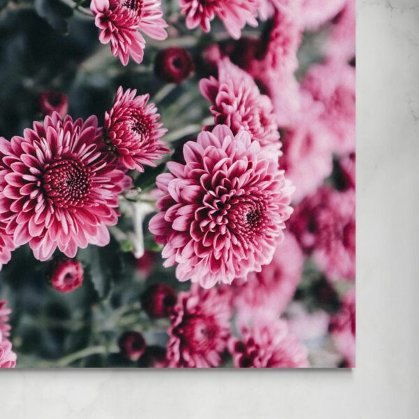 Fiori rosa -