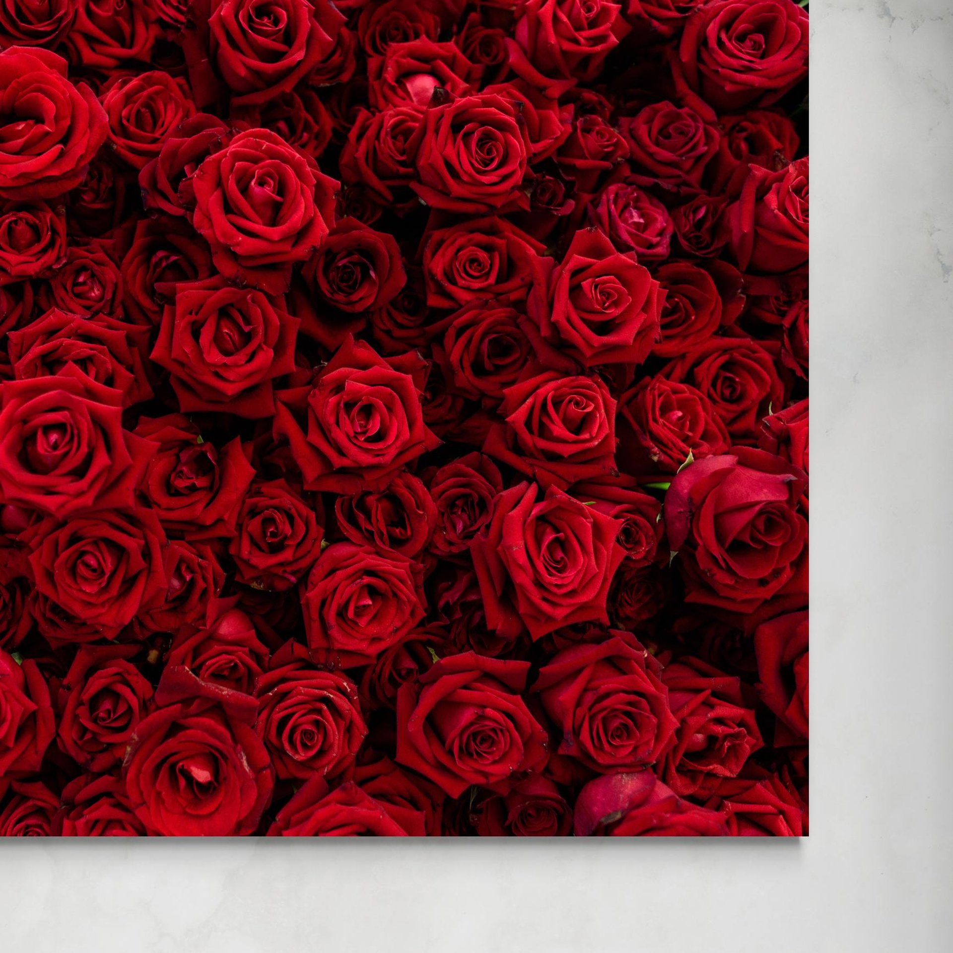 senza-rose-rosse.jpg Rose Rosse -