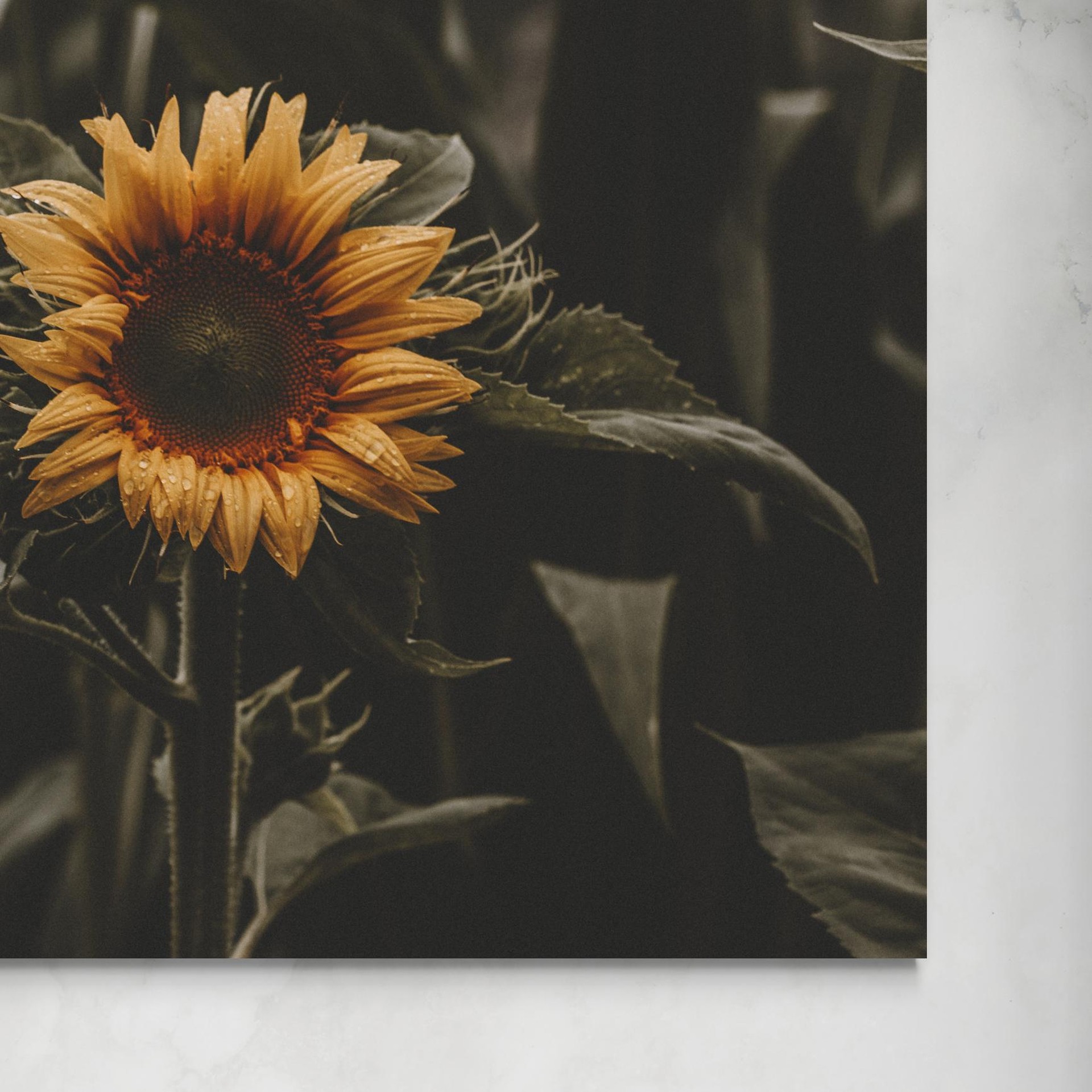 senza-sunflower.jpg Girasole: Simbolo di Luce e Vitalità -