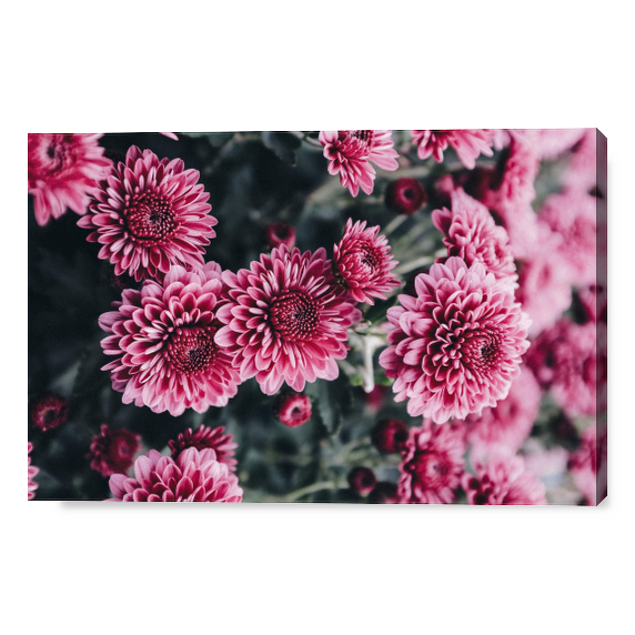 Cover Fiori rosa