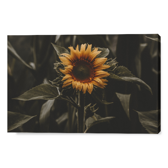 Cover Girasole: Simbolo di Luce e Vitalità