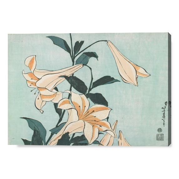 Eleganza dei Lilium