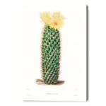 Fioriture di Mammillaria Erecta