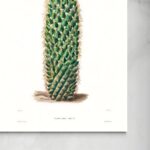 Fioriture di Mammillaria Erecta senza