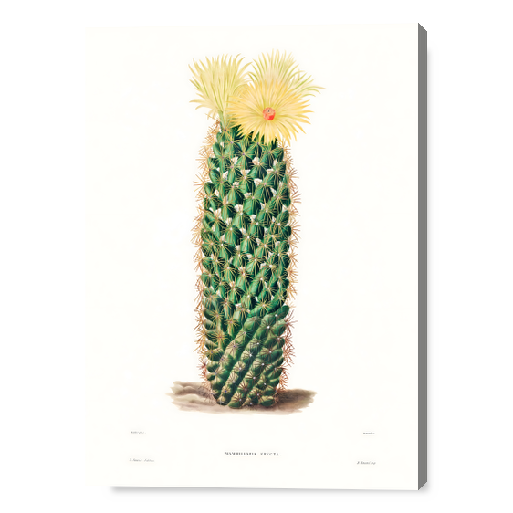Fioriture di Mammillaria Erecta