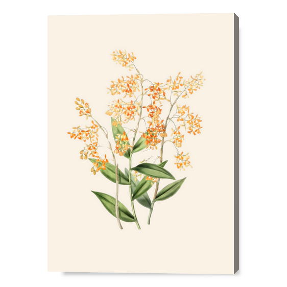 Riflessi di Luce: Orchidee d'Oro