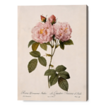 Fioritura di Rosa Damascena Italica