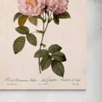 Fioritura di Rosa Damascena Italica senza