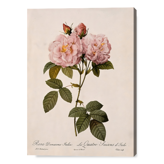 Fioritura di Rosa Damascena Italica